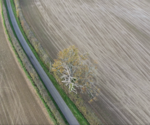 Autumn Fields